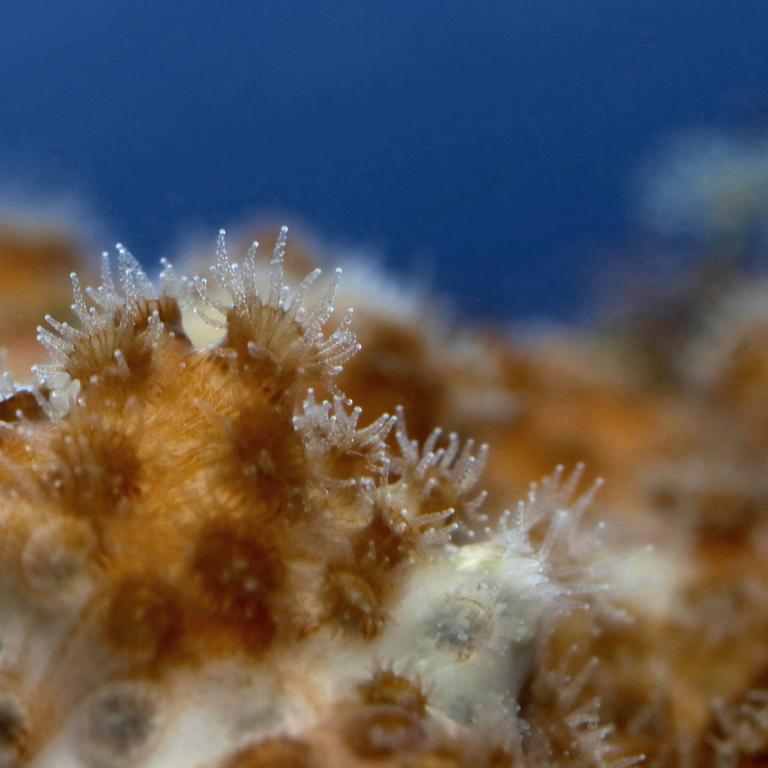 Partially bleached Oculina patagonica colony