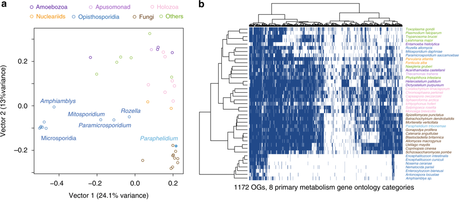 a) PCoA (Principal Coordinate Analysis) of gene presence for orthologs related to primary metabolism, across 41 eukaryotes. b) same data in a binary presence/absence heatmap, with species clustering