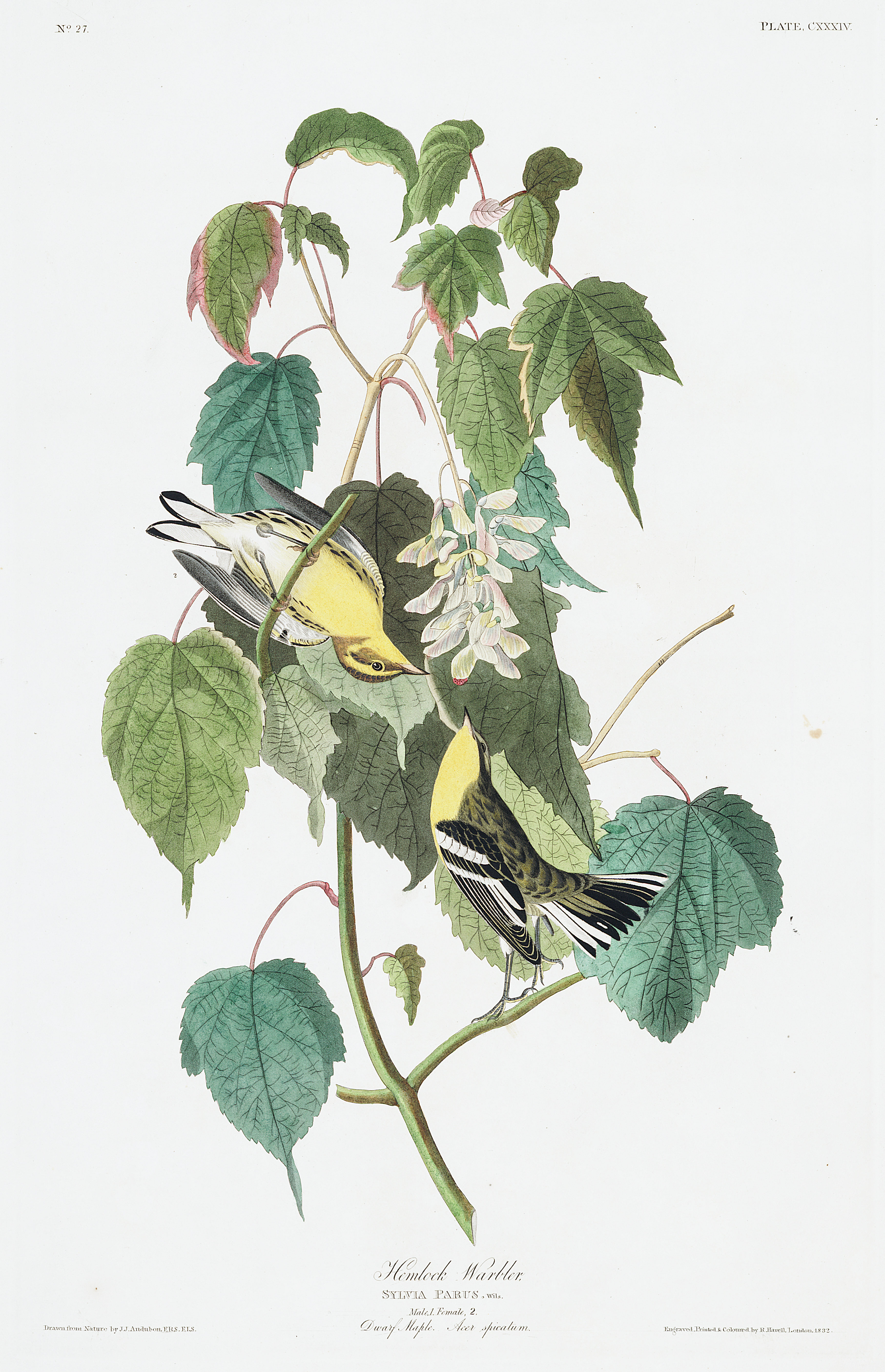 Audubon, Hemlock Warbler, Plate 134.